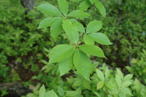 Black gum or tupelo green leaves on branch